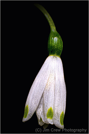 Snow Drop